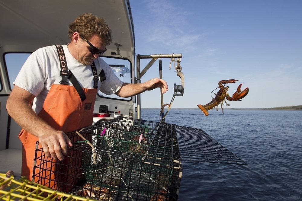 lobster-habits-are-changing-what-does-it-mean-for-our-oceans