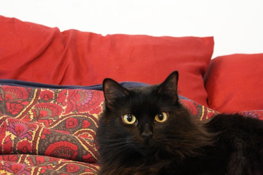 unwanted-not-unlucky-boston-s-black-cat-rescue-wbur-news