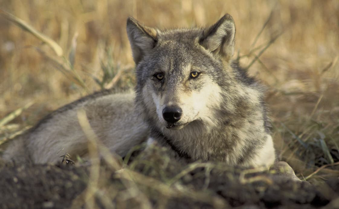 Controversial Wolf Hunt Opens In Michigan Here Now