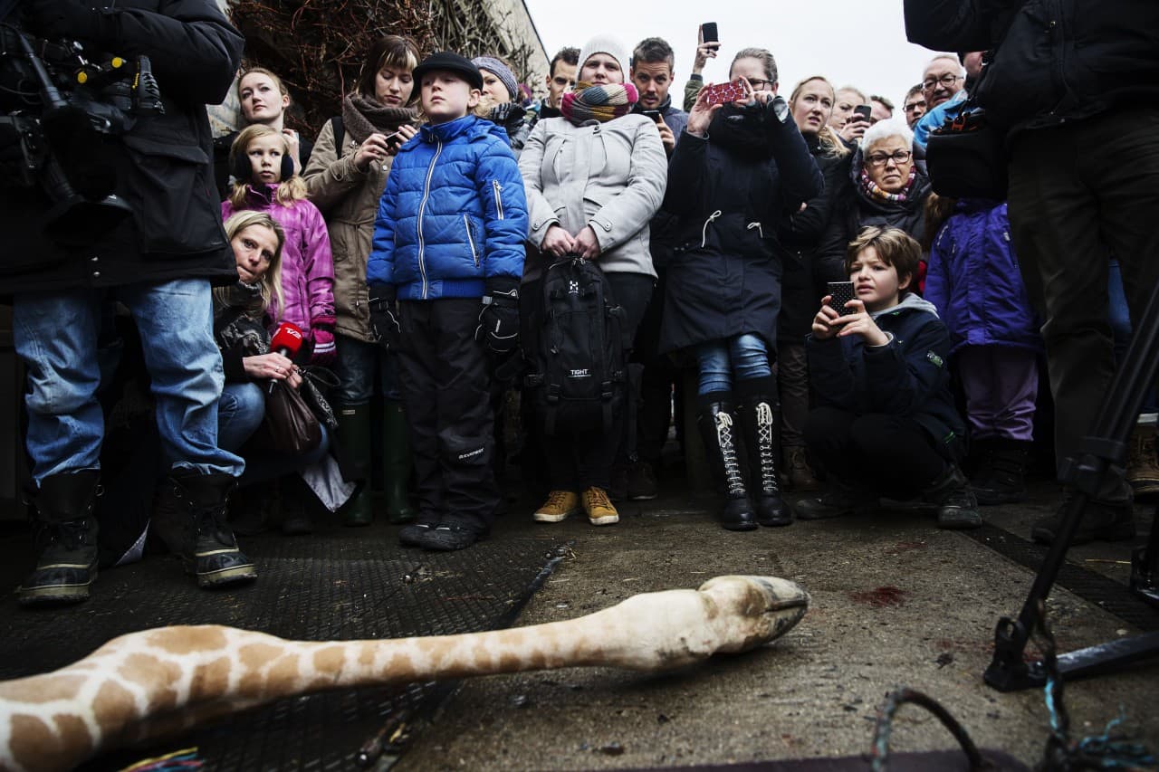 Copenhagen Zoo Criticized For Giraffe Killing | Here & Now