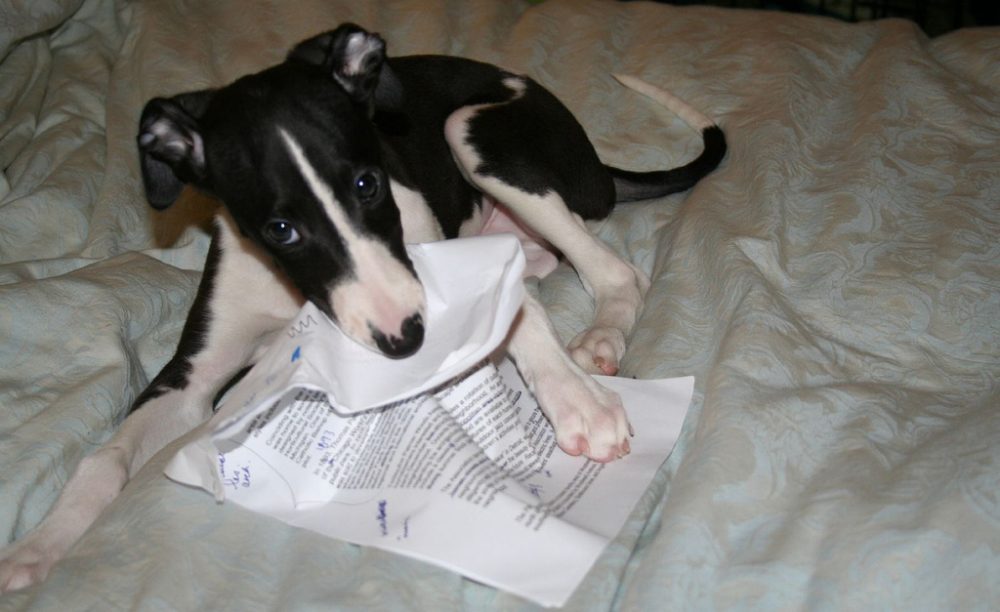 Project Louise The Dog Ate My Homework WBUR News