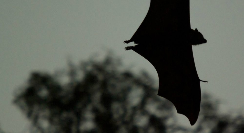 a bat in my bedroom | cognoscenti