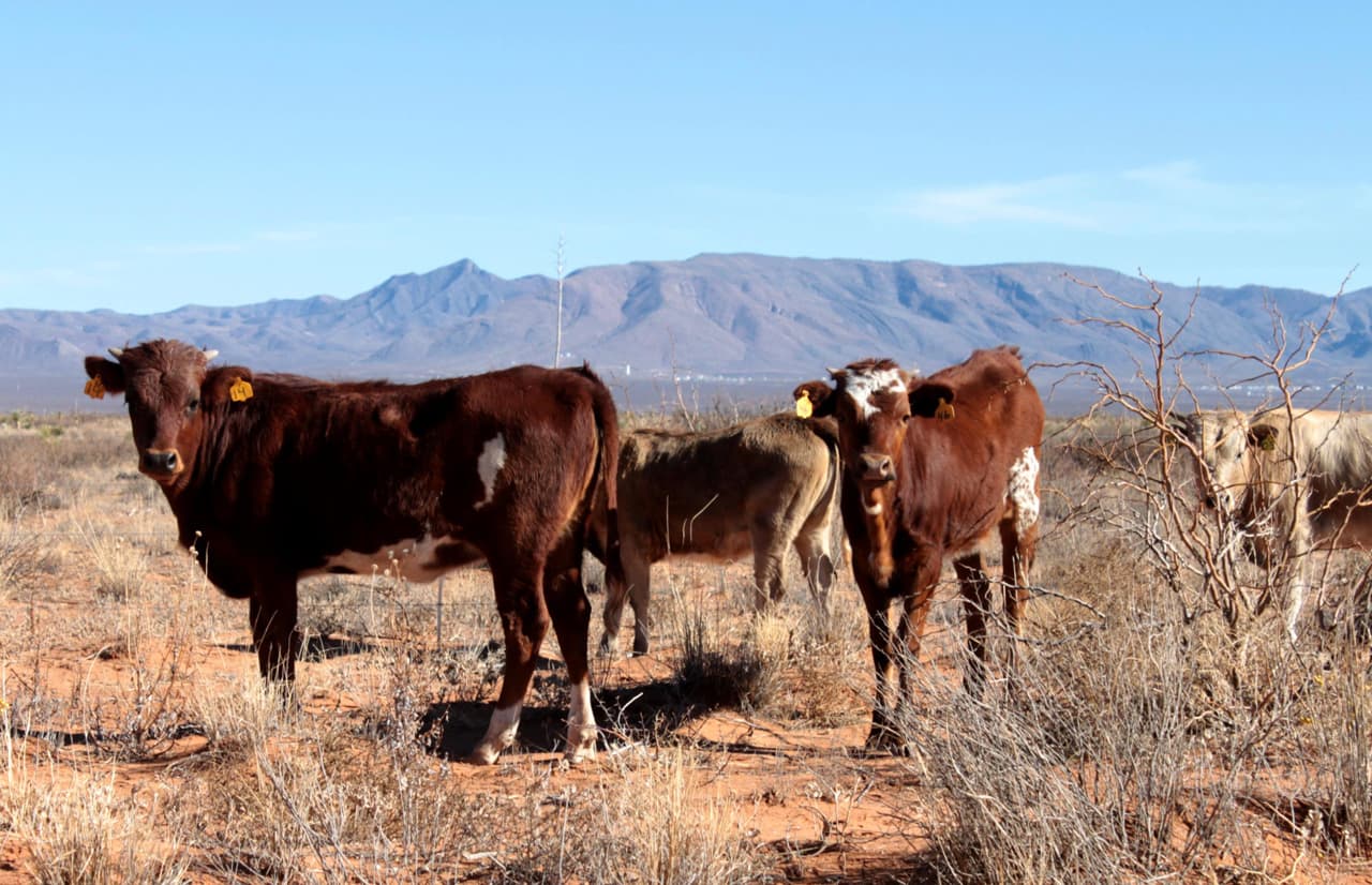 ranchers-fight-drought-with-desert-cows-here-now