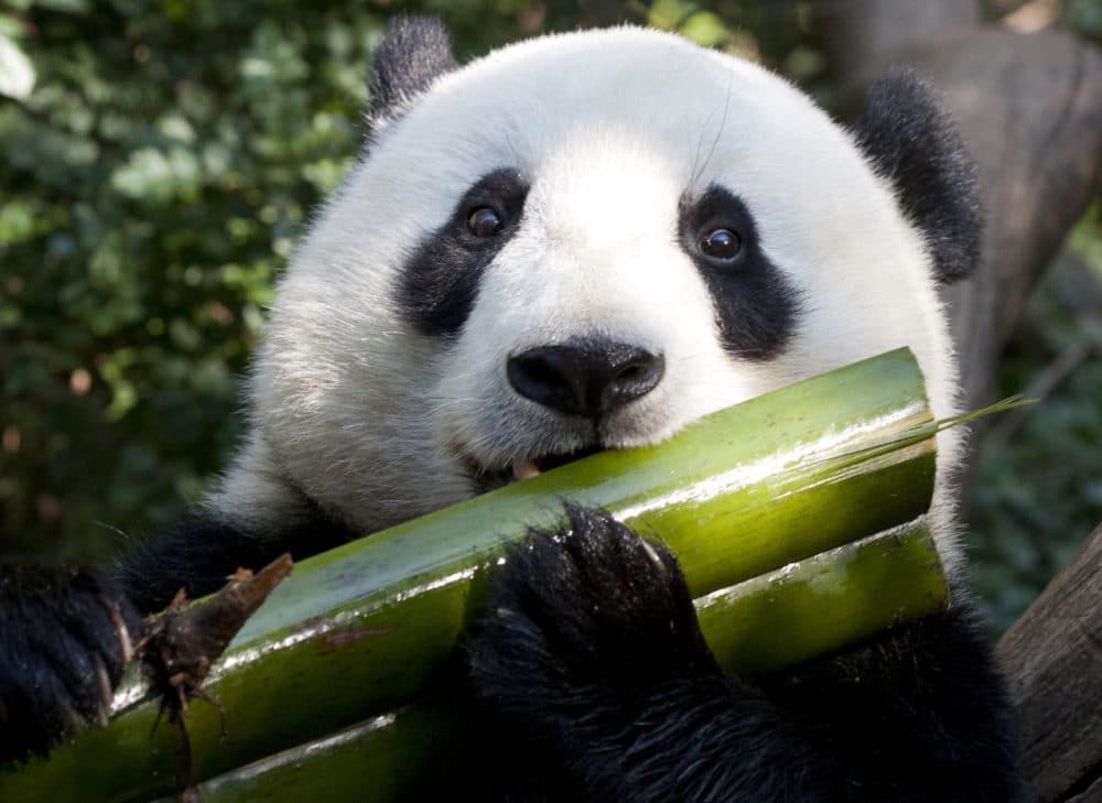 Pandas Bamboo Diet May Endanger Them Here And Now
