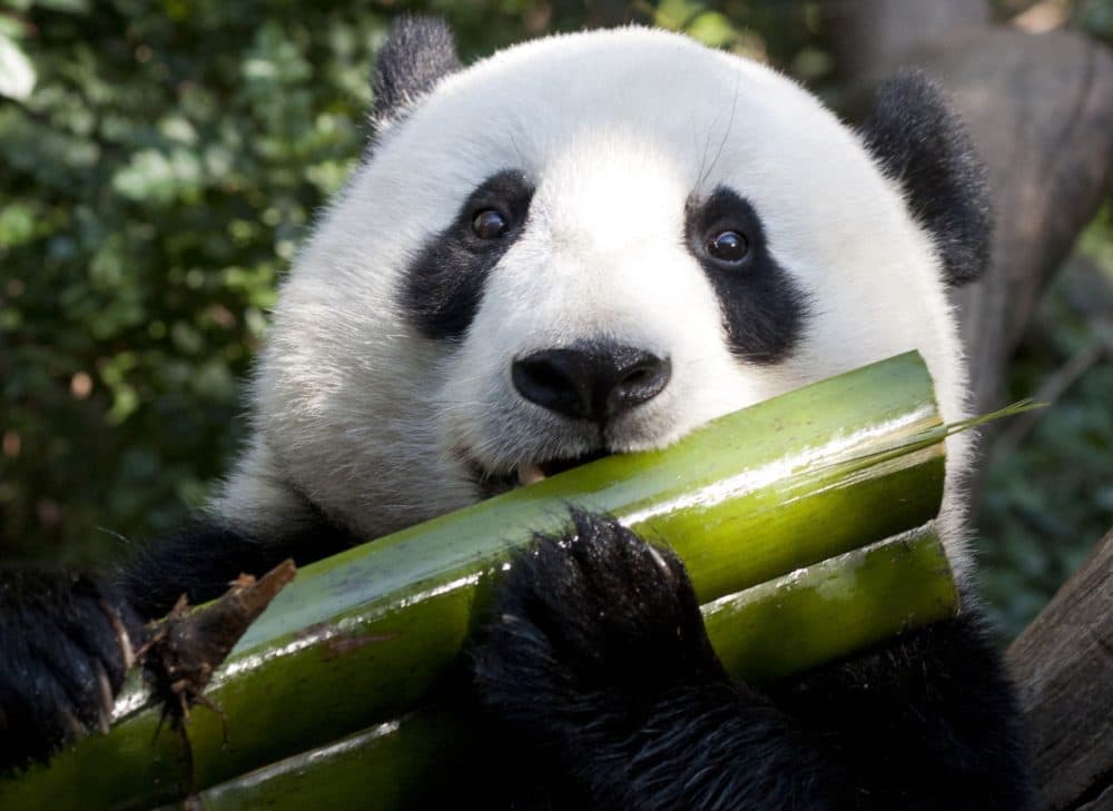 Why Does Pandas Eat Bamboo