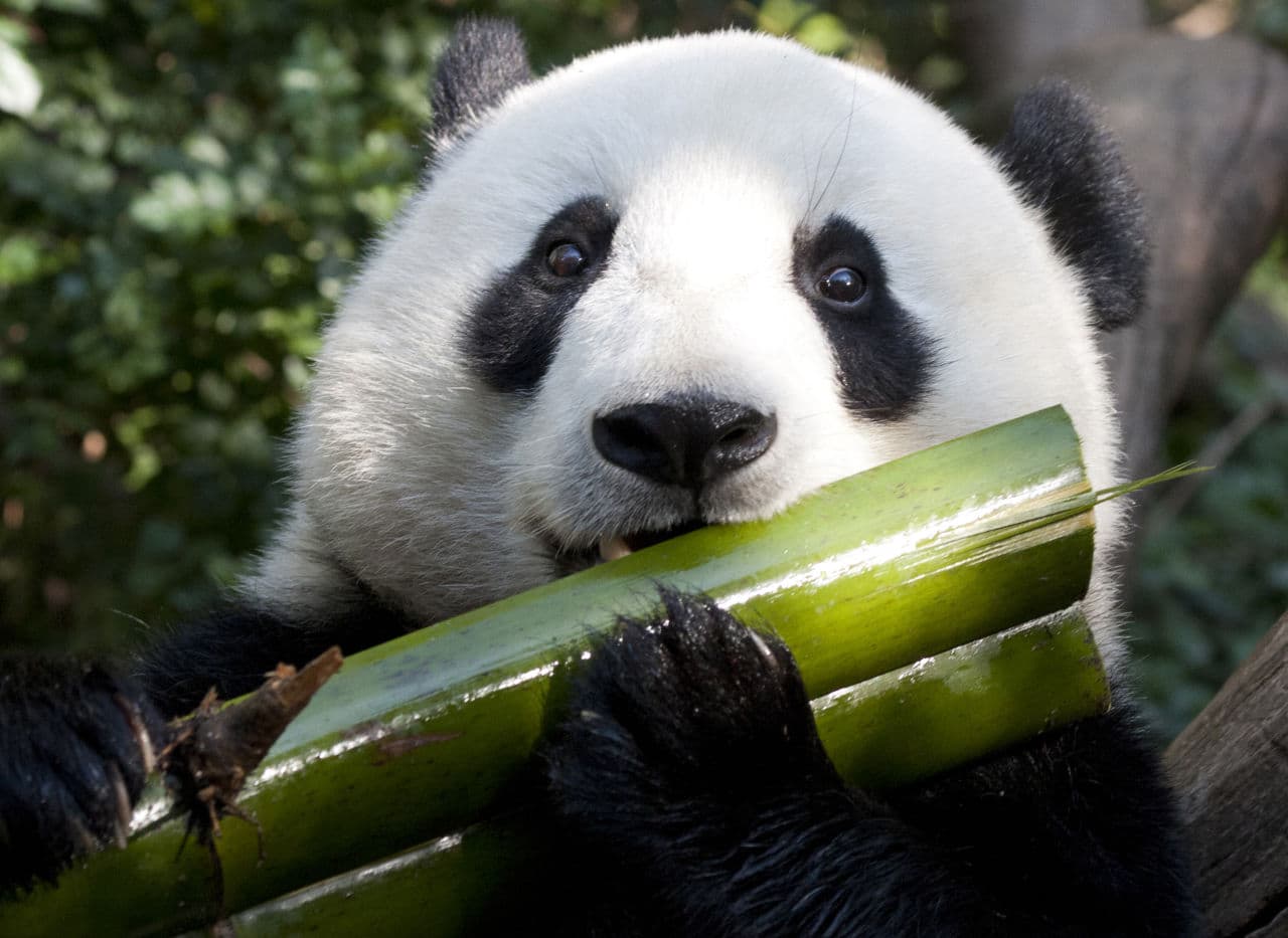 pandas-bamboo-diet-may-endanger-them-here-now