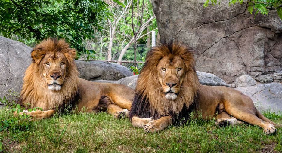 2 New Lions Debut At Franklin Park Zoo WBUR News