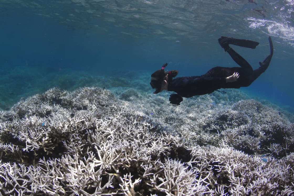 NOAA: Global Bleaching Event Threatens World's Coral Reefs | Here & Now