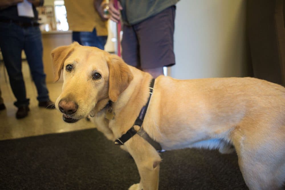 Albie (Jesse Costa/WBUR)