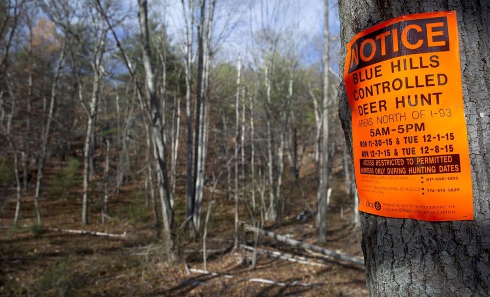 Controlled Deer Hunt Is Underway In The Blue Hills Reservation WBUR News