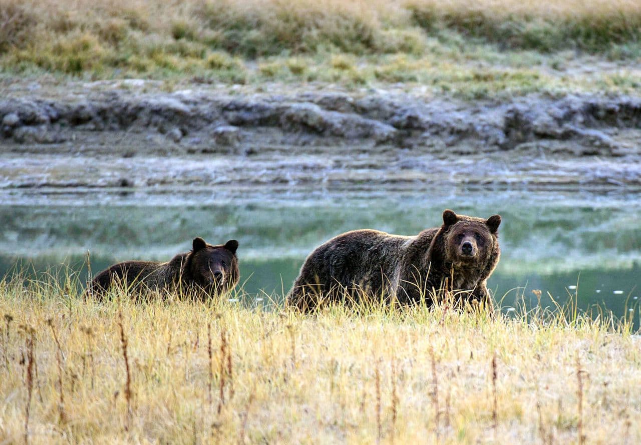 Could Grizzly Bears Roam Again In California? Here & Now