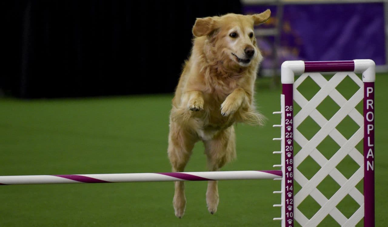 Inside The Mind Of A Westminster Dog Show Judge Here & Now