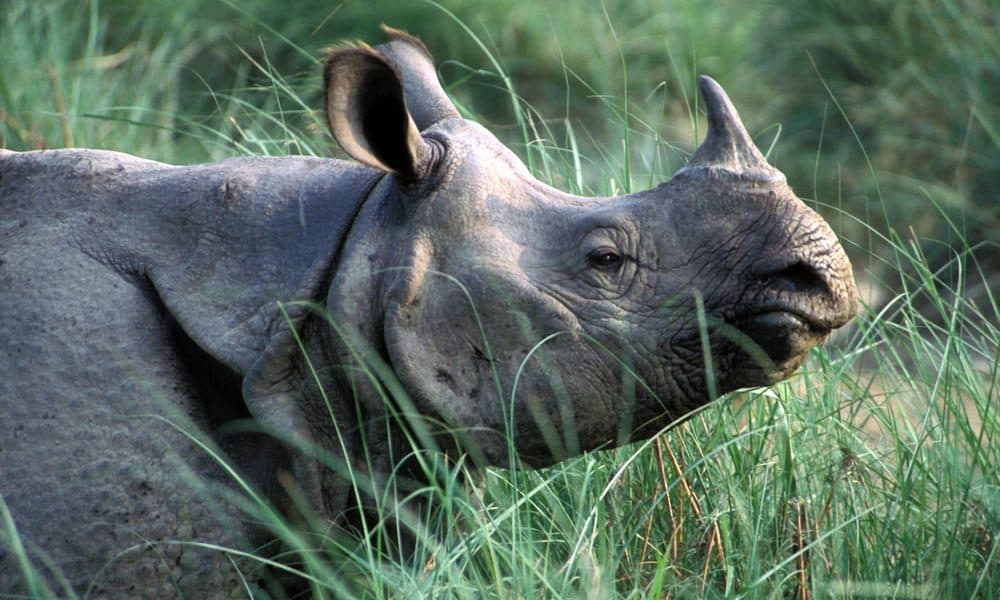 Single horned rhino