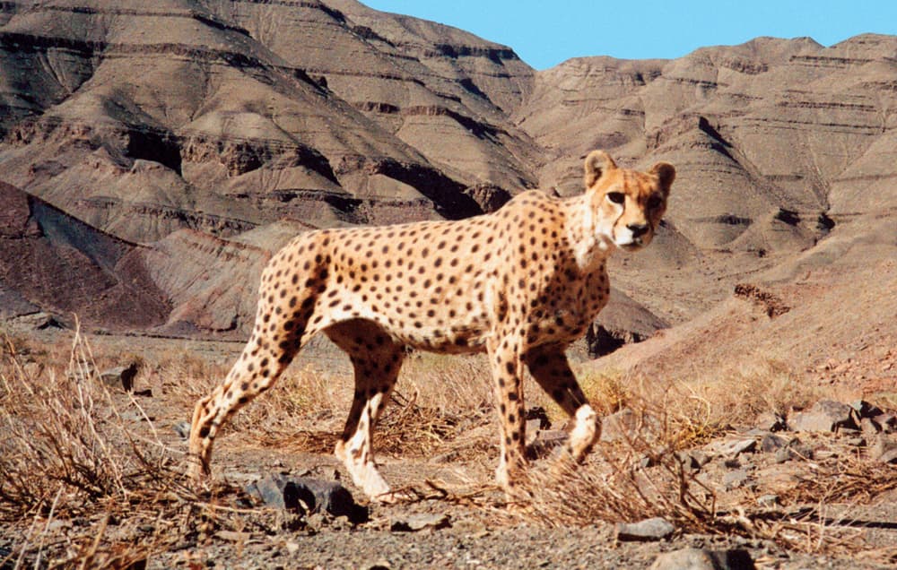 a-look-at-the-critically-endangered-asiatic-cheetahs-here-now