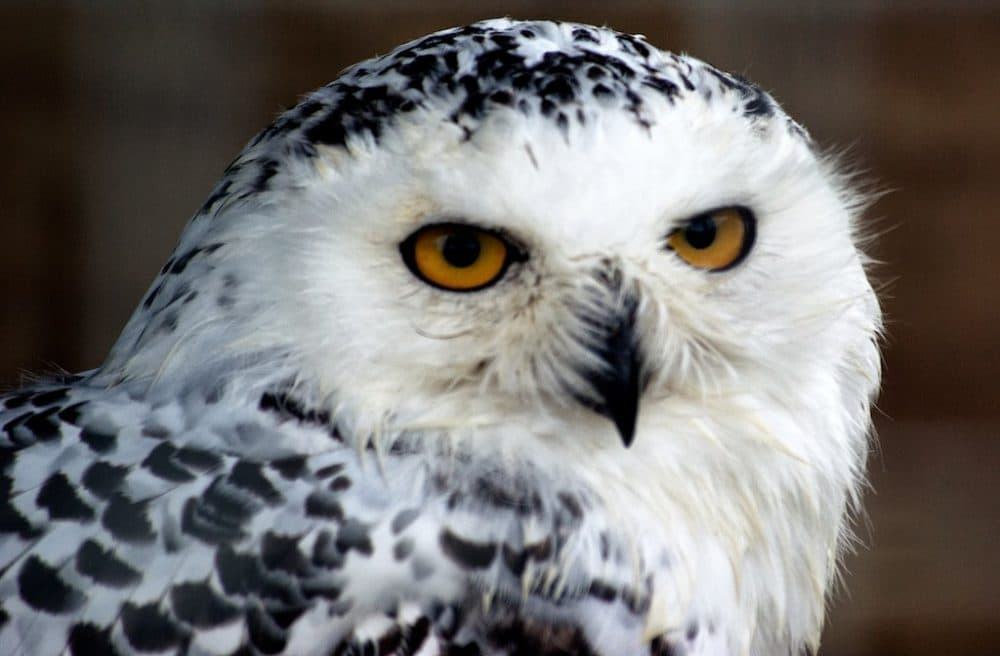 Reporter's Search For A Snowy Owl Takes Him From Maryland