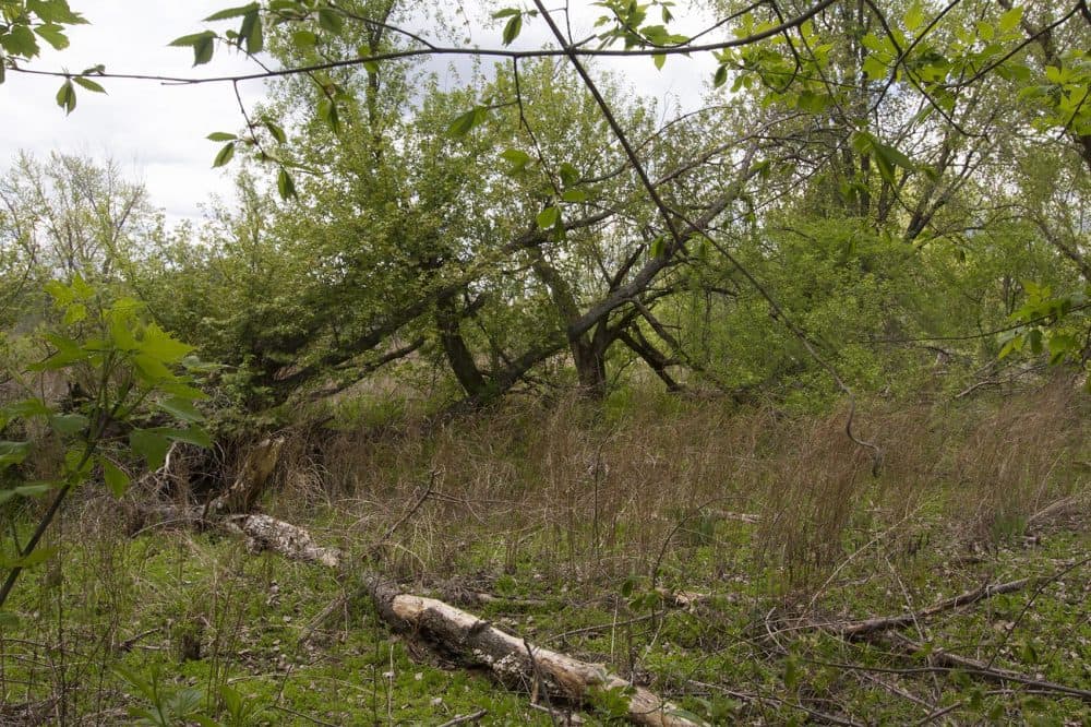 General Electric is tussling with the EPA over how to clean the Housatonic River in western Massachusetts. One of the concerns of the the cleanup project is how the surrounding ecosystems of the river will be affected. (Joe Difazio for WBUR)