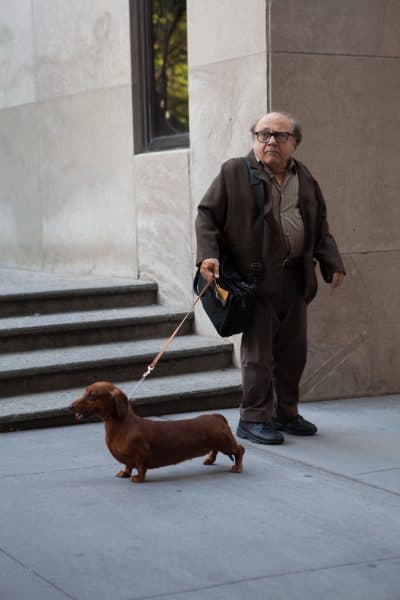 Danny DeVito in the film "Wiener-Dog." (Courtesy IFC Films)