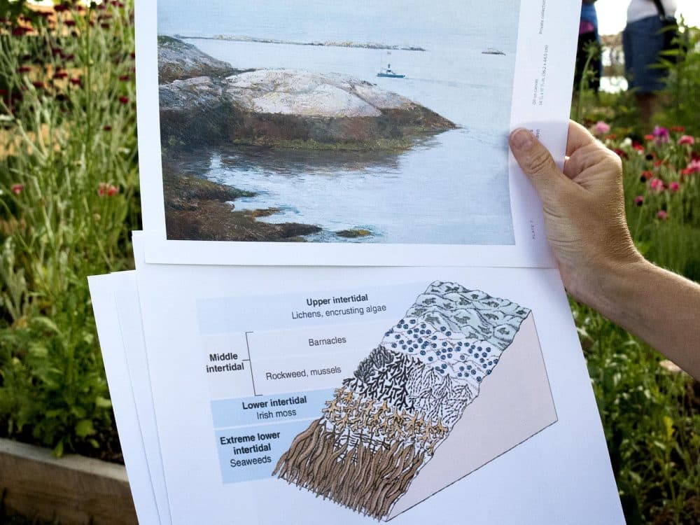 Jennifer Seavey holds Hassam's painting up next to a diagram of the island, showing that he accurately represented the stratification of marine life. (Andrea Shea/WBUR)