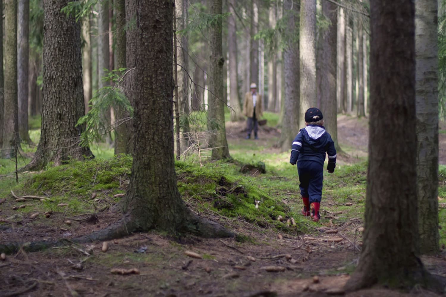 Alone the forest