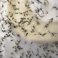 In this Thursday, Feb. 11, 2016 file photo, a trap holds mosquitoes at the Dallas County Mosquito Lab in Hutchins, Texas. (LM Otero/AP)