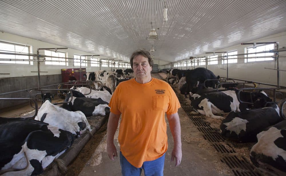 Dairy farmer Warren Shaw says this summer's "extreme drought" has left his cattle with little to eat. (Joe Difazio for WBUR)