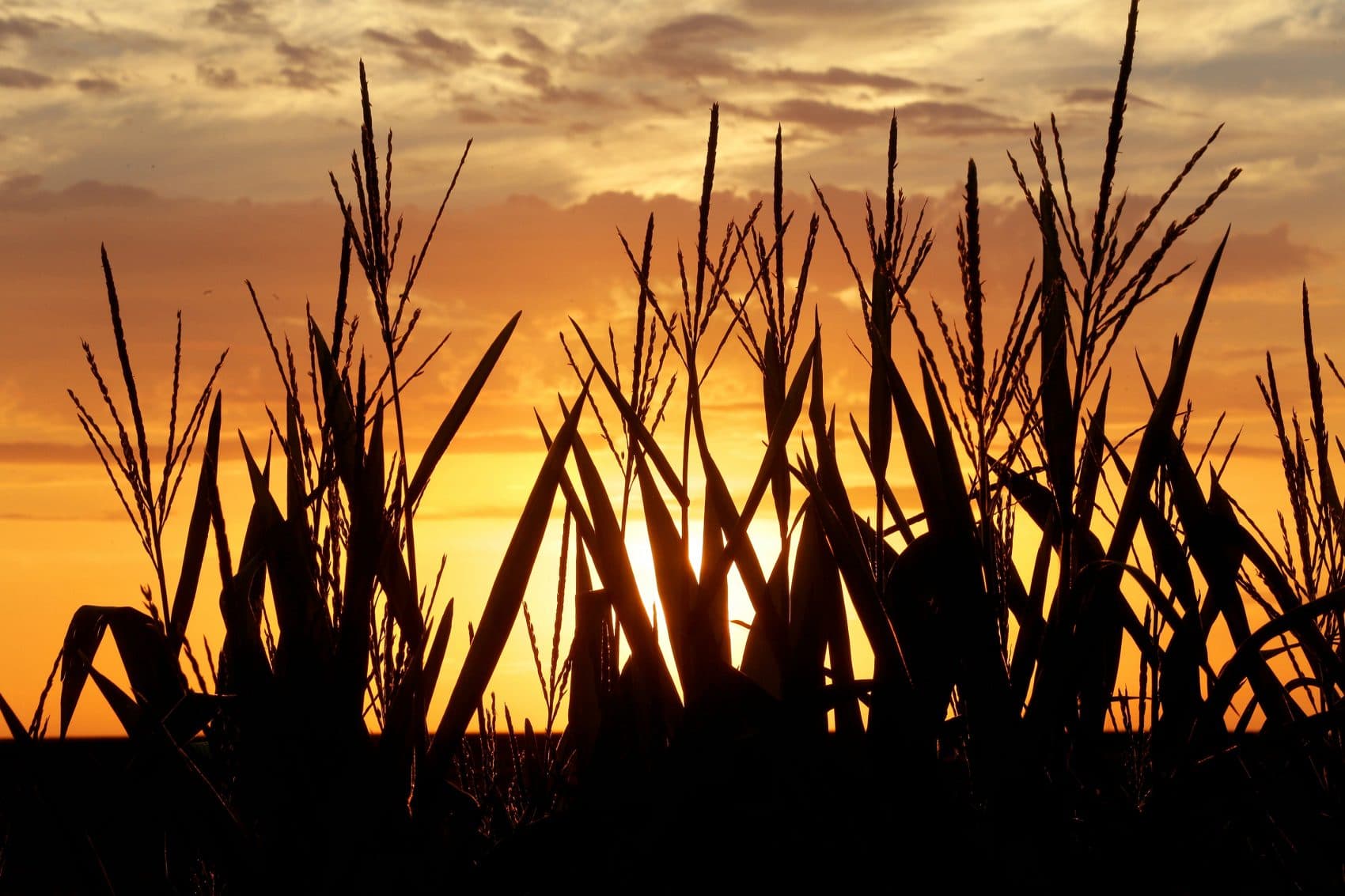 Falling US Food Prices Are Impacting Farmers And Shoppers03:41 - Here And Now