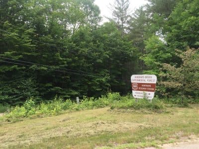 Entering the Hubbard Brook Forest. (Alison Bruzek/WBUR)