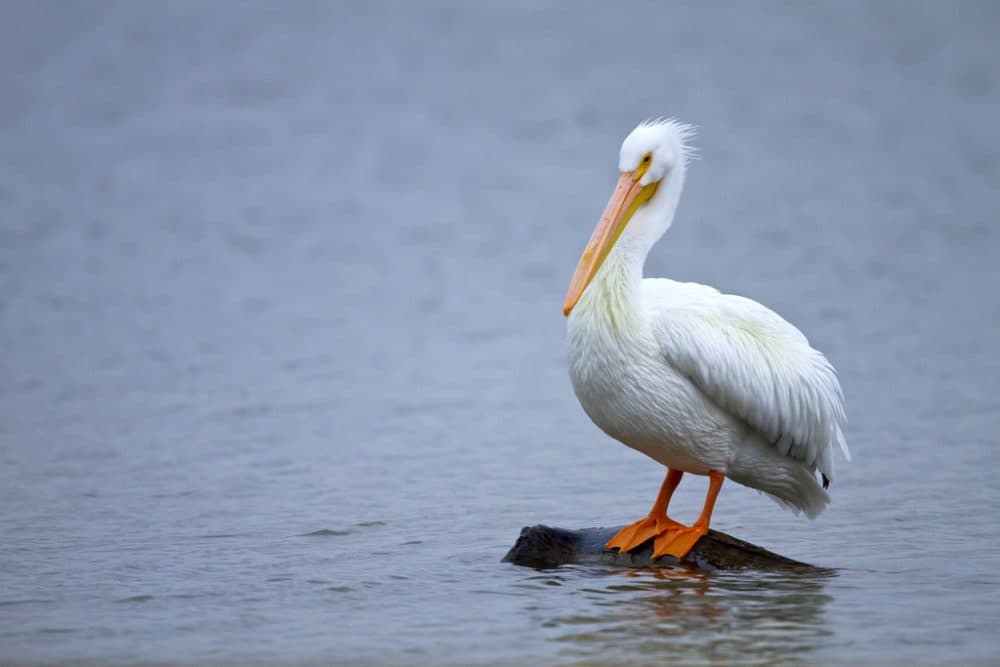 Pelicans Of The Northwest Are The Latest Climate Refugees