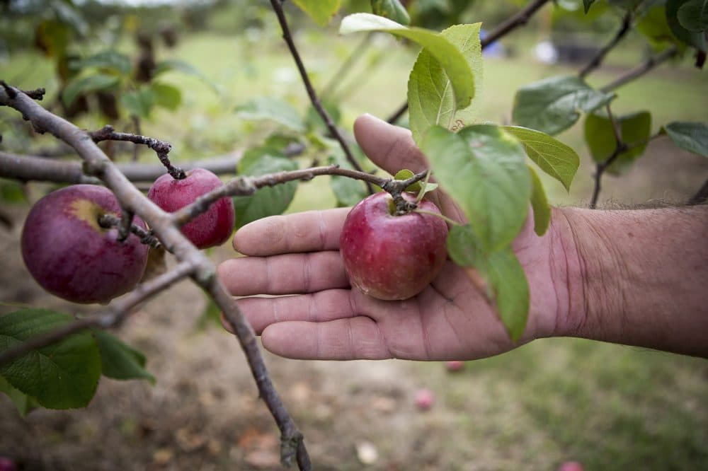 Brian Medeiros decided not to do "Pick Your Own" this year due to the small size of many of the apples grown at Dartmouth Orchards. (Jesse Costa/WBUR)