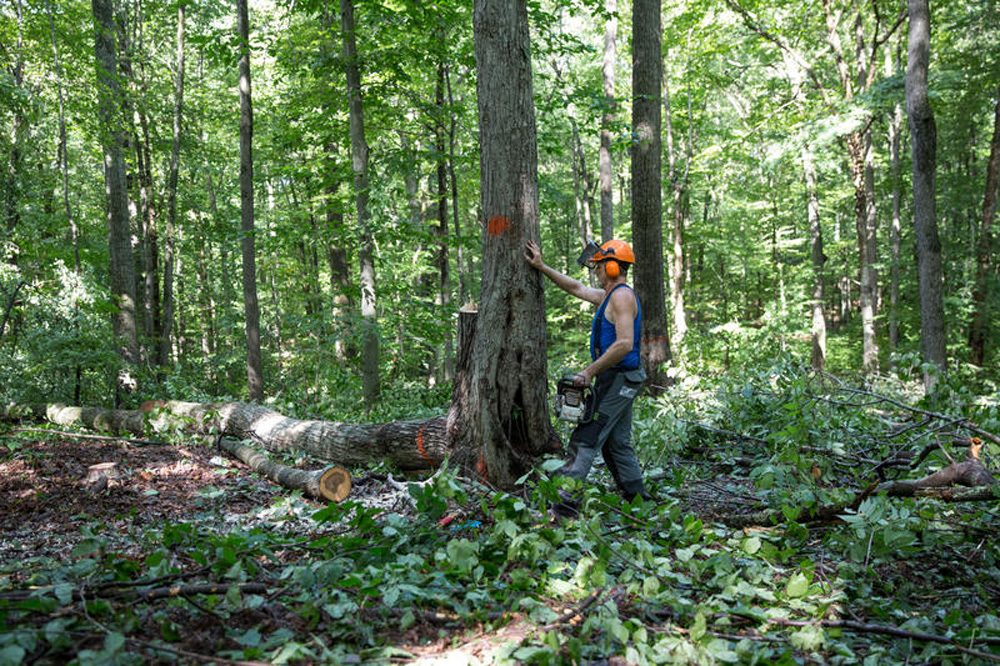 In Connecticut, Cutting Down Trees To Save The Forest