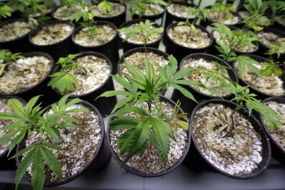 State 'close' to marijuana legalization, Assembly speaker says - News -  CITY NewsArtsLife.