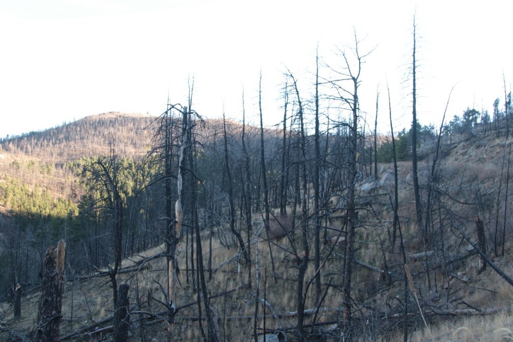 Charred trees cover the foothills of Colorado's Front Range outside of Boulder. In 2010, about 6,200 acres and 168 homes were destroyed here in the Fourmile Canyon fire. (Dean Russell/Here & Now)