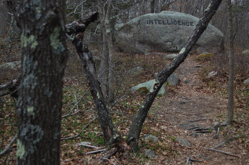 "Intelligence" boulder in Gloucester's Dogtown woods. (Greg Cook/WBUR)