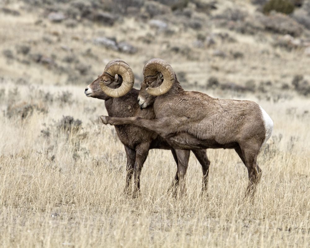 (Patricia Bauchman via Comedy Wildlife Photography Awards)