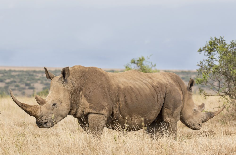 (George Balan via Comedy Wildlife Photography Awards)