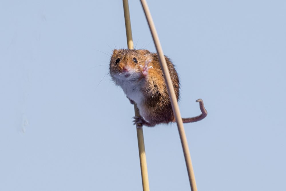 harvest-mouse