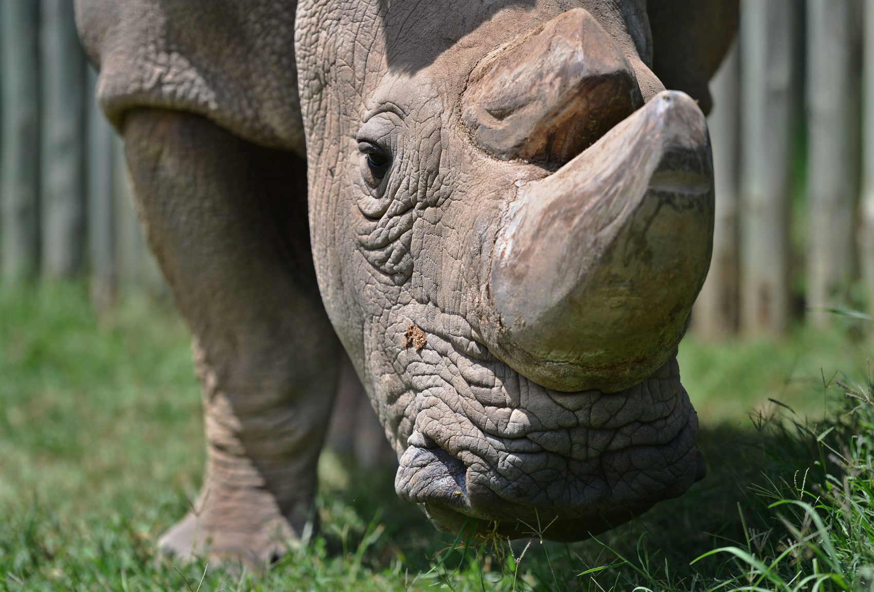 Northern White Rhinos Facing Extinction Here & Now