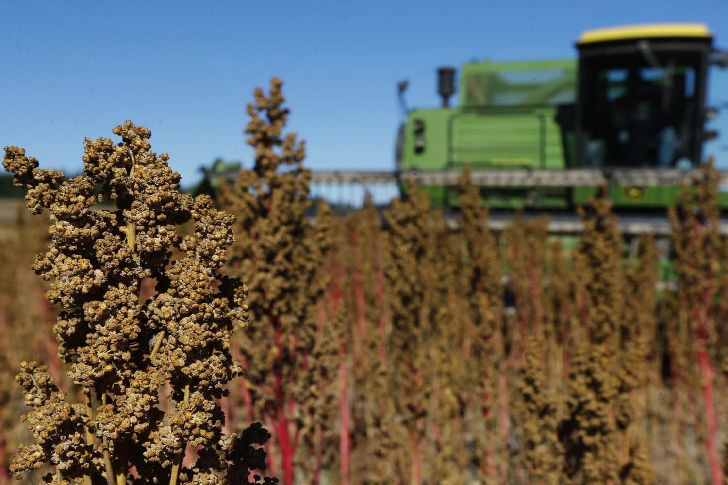 In this Sept. 13, 2016 photo, farmer Sam McCullough uses his combine to harvest quinoa near Sequim, Wash. (Ted S. Warren/AP)