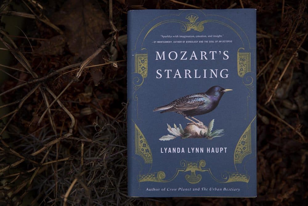 spiritual-meaning-of-seeing-a-starling