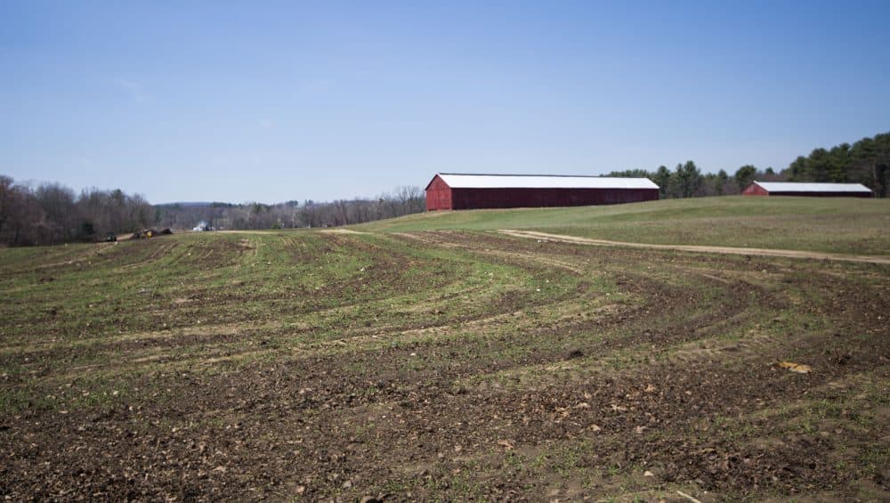 Repubilcan state Rep. Nicholas Boldyga says Southwick's identity as a farming community helps explain the conservative values of many of its residents. Seen here: A farm along College Highway in Southwick. (Jesse Costa/WBUR)