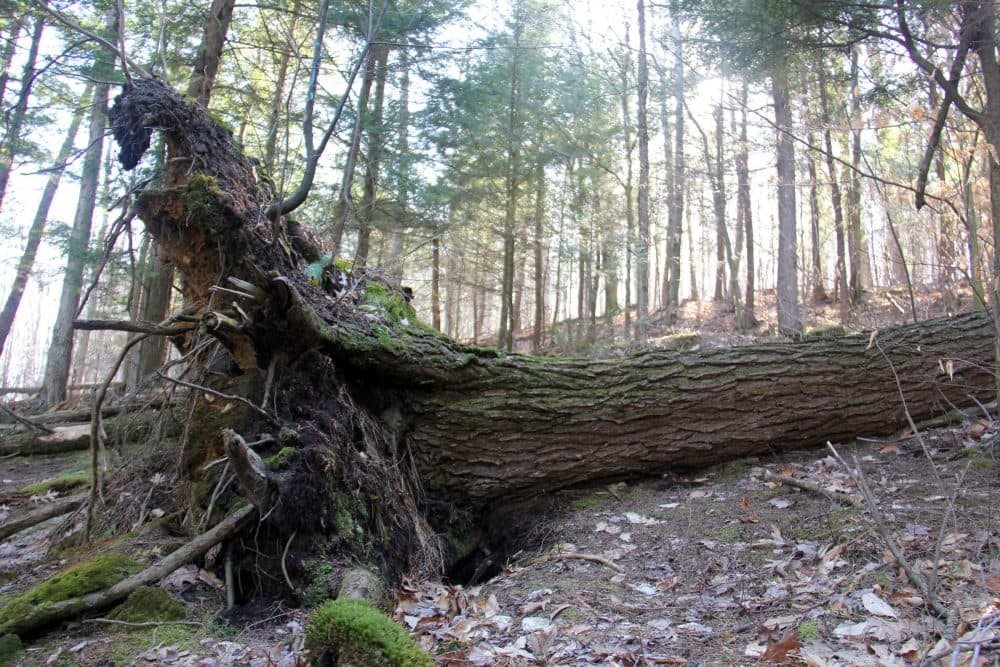 Researchers created this tip-up mound by pulling over this tree with a cable. A downed tree offers a number of habitat niches for small mammals, insects and invertebrates. (Courtesy Kathleen Masterson/VPR)