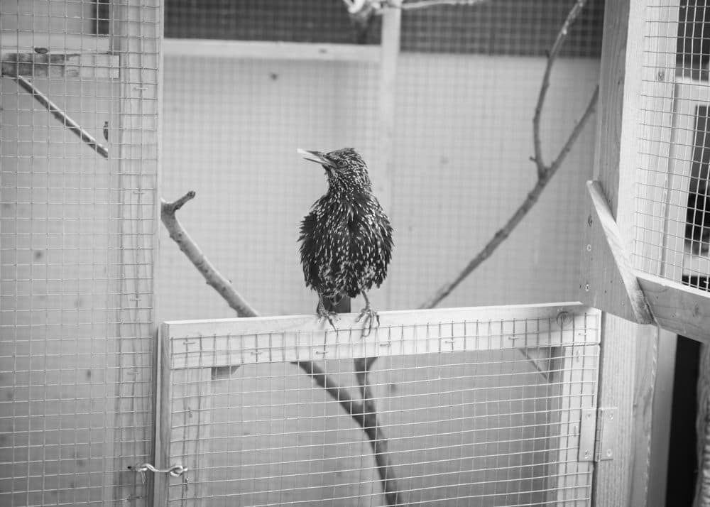 Carmen, all fluffed after a bath. (Courtesy Little, Brown and Company)