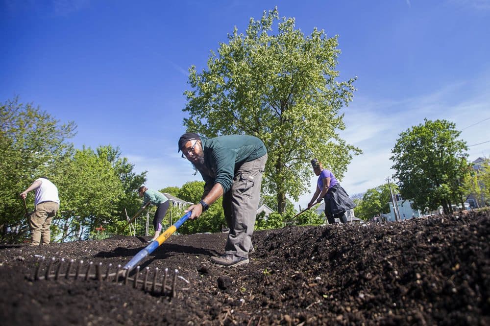 In addition to housing, the Dudley Neighbors Incorporated community land trust leases a 1.5-acre farm and a 10,000-square-foot greenhouse to The Food Project. Here, Jerel Ferguson rakes soil beds for tomato plants at the West Cottage Street farm. (Jesse Costa/WBUR)