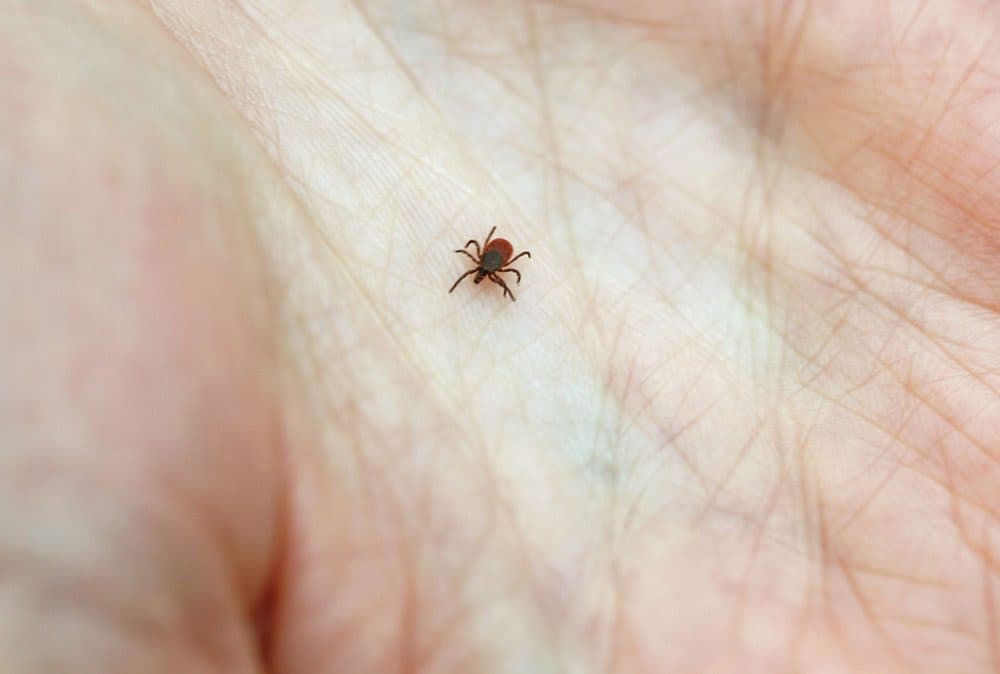 More Ticks Than Ever This Year Unclear But Already Enough For
