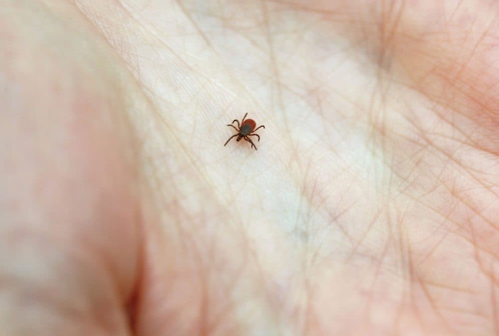 more-ticks-than-ever-this-year-unclear-but-already-enough-for