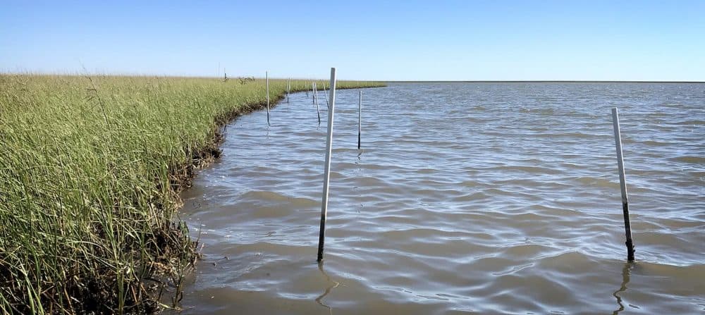 Tierra Resources, a wetland restoration company, planted plastic poles at the edge of the marsh more than a year ago. Now, the poles stand alone in the water — at least 6 feet from the shore. (Peter O'Dowd/Here & Now)