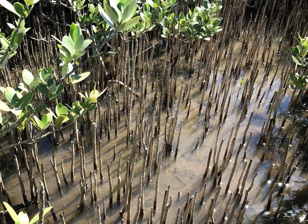 Sarah Mack believes the black mangrove's dense root system will help hold the land together, and put the brakes on coastal erosion. (Peter O'Dowd/Here & Now)