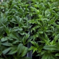 Marijuana seedlings in trays at the NETA cultivation center in Franklin. (Jesse Costa/WBUR)