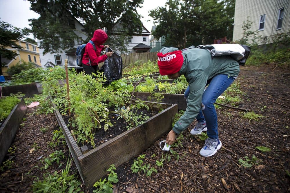 In the "Grow Or Die Garden" on Ellington Street in Dorchester, Kenisha Allen of Mattapan, right, and Keema Green of Dorchester pick up trash that has blown around the raised garden beds. (Jesse Costa/WBUR)