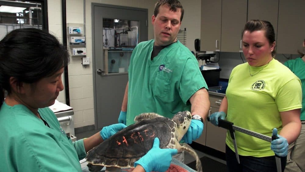 A scene from "Saving Sea Turtles." (Courtesy Woods Hole Film Festival)